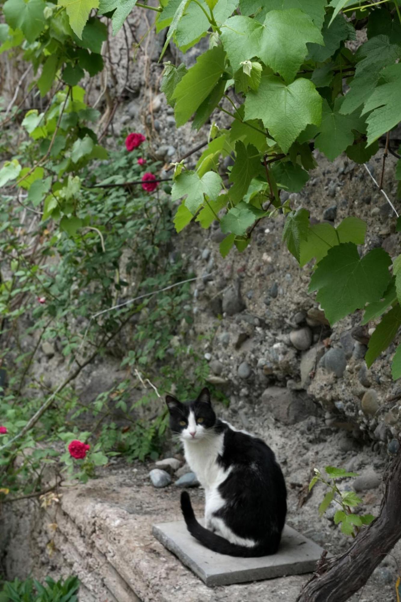Iris B&B In Debed Canyon อาลาแวร์ดิ ภายนอก รูปภาพ