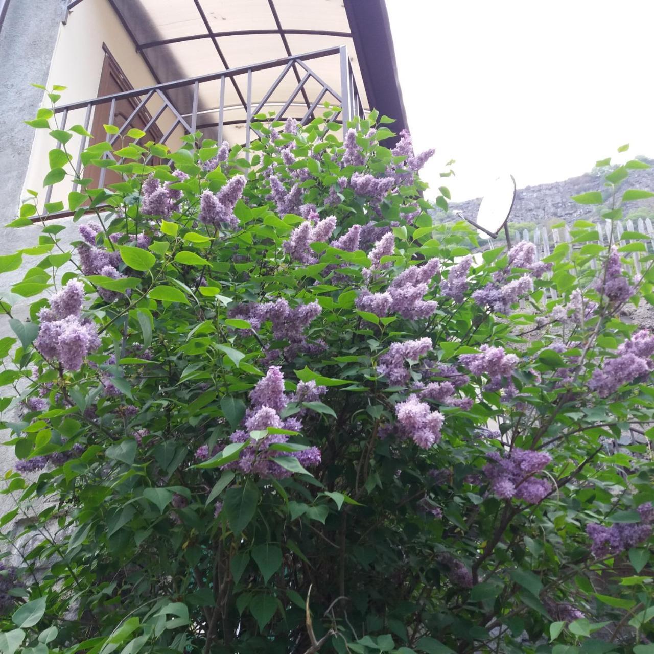 Iris B&B In Debed Canyon อาลาแวร์ดิ ภายนอก รูปภาพ